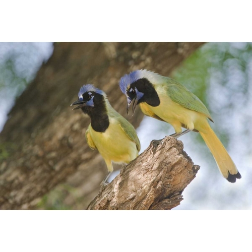 TX, Mated pair of green jays perched in a tree